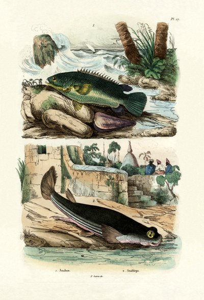 Climbing Perch, 1833-39 by French School